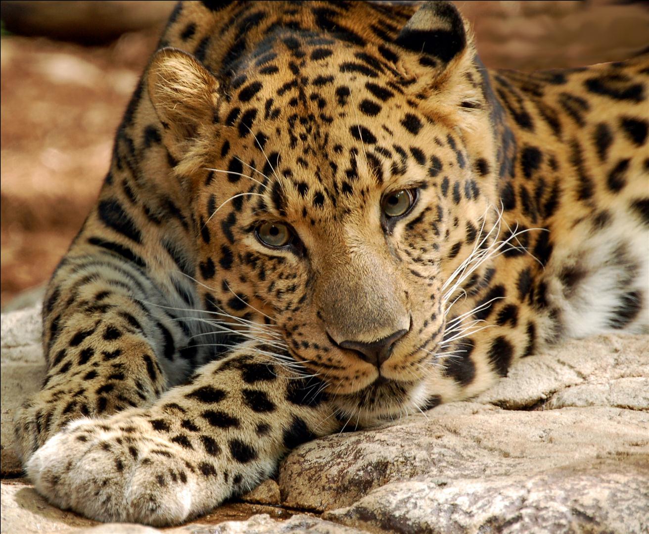 No Leopard Trophy Hunting In 2016 Bedfordview Edenvale News